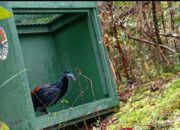 Ayam Jembang dan Bajing Tiga Warna di Lepasliarkan