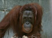 7 Orangutan Hasil Rehabilitasi Kembali ke Alam TNBBR