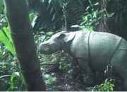 Badak Jawa Lahir di TN Ujung Kulon, Elang Jawa di TMII