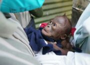 Bayi Orangutan Lahir di GL Zoo Yogyakarta