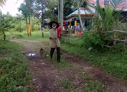 Satu Tradisi dari Sumbar, Baruak Pemetik Buah Kelapa