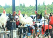 Toni Harmanto Gelar Lomba Ayam Kukuak Balenggek di Kab. Solok