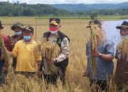 PANEN, Petani Pessel Keluhkan Irigasi dan Jalan Pada Gubernur