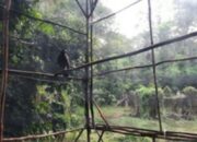 Di Hari Kemerdekaan, BKSDA Sumsel Lepasliarkan 3 Ekor Elang