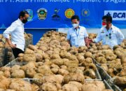 Presiden Minta Mentan Seriusi Porang Sebagai Komoditas Andalan