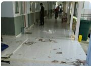 Gempa M5,8, Warga Kabupaten Tojo Una-Una Tertimpa Bangunan