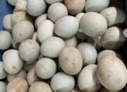 Wagub Audy Ajak Warga Kosumsi Telur Secara Teratur