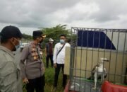 BKSDA Lepasliarkan 2 Elang Brontok di Kawasan Mangrove Agam