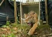 Lanustika, Harimau Sumatra Jalani Medical Check up di PR-HSD