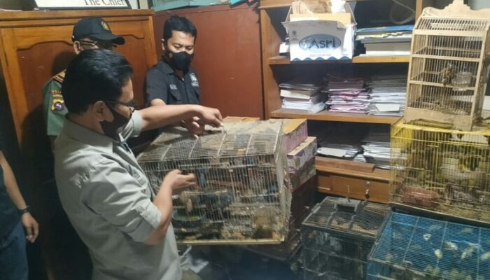 Jual Belikan Satwa Dilindungi, F Diamankan Polres Bukittinggi