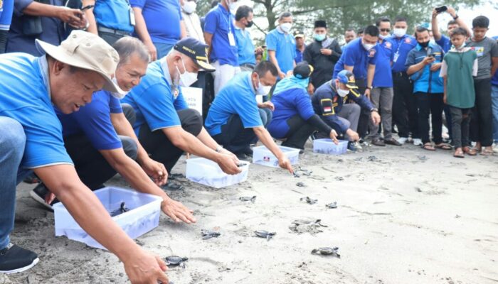 Peringatan BBKT ke- 61, Gubernur Lepas Tukik Di Pariaman