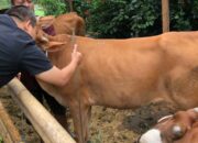 Pengadaan Sapi, Berikut Bantahan Pemprov Sumbar