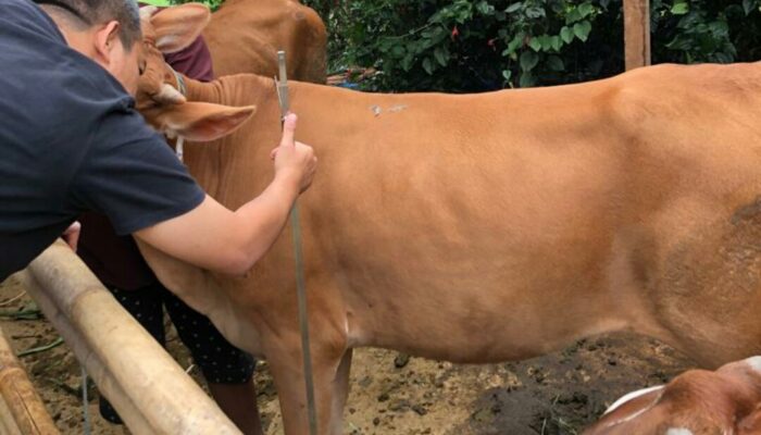 Pengadaan Sapi, Berikut Bantahan Pemprov Sumbar