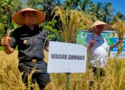 Tahun 2022 Sumbar Targetkan Produksi Padi 1.5 Juta Ton