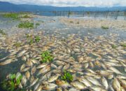 Ribuan Ikan Keramba di Danau Maninjau Mati Massal