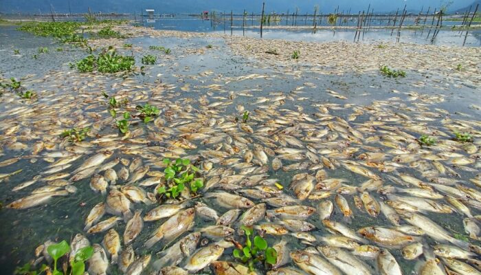 Ribuan Ikan Keramba di Danau Maninjau Mati Massal