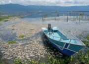 Bangkai Ikan Keramba Maninjau Mulai Timbulkan Bau Busuk