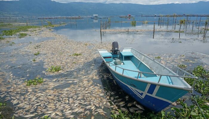 Bangkai Ikan Keramba Maninjau Mulai Timbulkan Bau Busuk
