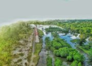 Ekosistem Mangrove di Nagari Gasan Gadang Terancam