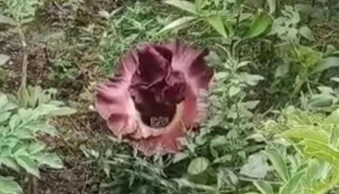 Bunga Bangkai Tumbuh Liar Depan Stasiun Pauh