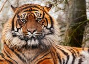 Sumbar Punya Yayasan Peduli Harimau Sumatera