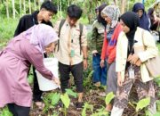 PKM UNP Kembangkan Program Agribisnis Integratif Talas di Mentawai