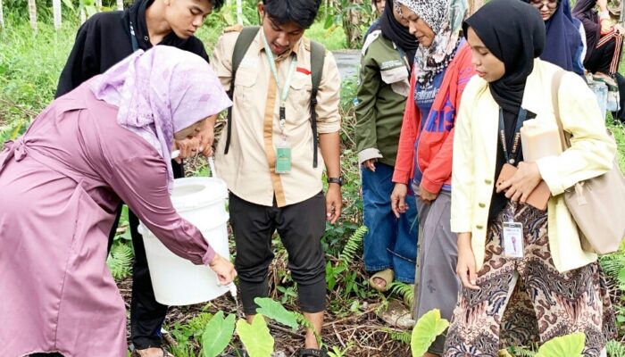 PKM UNP Kembangkan Program Agribisnis Integratif Talas di Mentawai