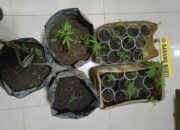 Kepolisian Pasaman Peredaran dan Pohon Ganja