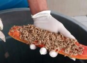 Kurangi Limbah Organik, Lapas Suliki Budidaya Maggot BSF