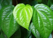 MANFAAT KESEHATAN DAUN SIRIH