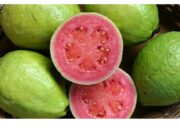 Pasca Panen Buah Jambu Biji Merah sebagai Upaya Meningkatkan Nilai Ekonominya