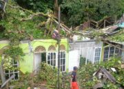 Hujan Deras, Angin Kencang Berdampak Pohon Tumbang Timpa 4 Rumah Warga