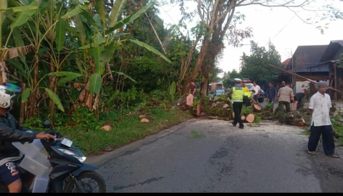 Hati hati Cuaca Buruk Terus Tumbangkan Pohon Besar