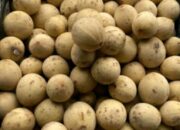 Buah Duku: Khasiat dan Manfaat Kesehatannya Luar Biasa