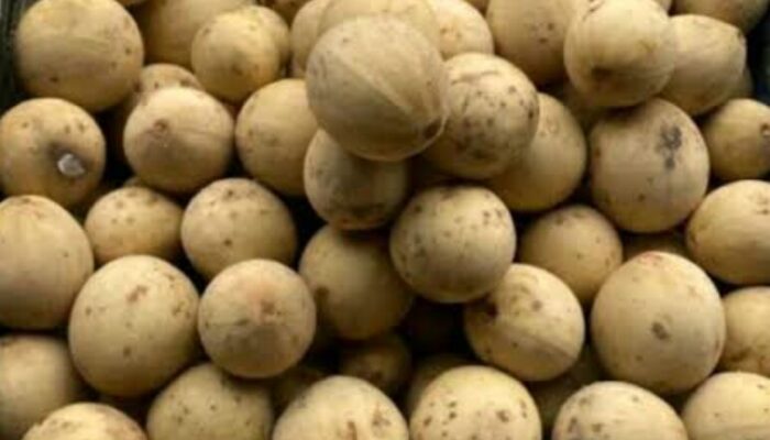 Buah Duku: Khasiat dan Manfaat Kesehatannya Luar Biasa