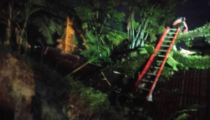 Hujan dan Angin Kencang Tumbangkan Pohon Timpa Kabel PLN