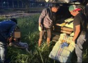 Oknum Polisi Bawa Ganja Ratusan Kilo Ditangkap BNNP