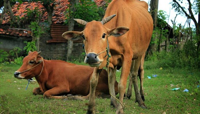 Jelang Idul Adha Masyarakat Diminta Jaga Ternak