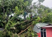 Angin dan Hujan Intensitas Tinggi Pohon Tumbang di 13 Titik Kota Padang