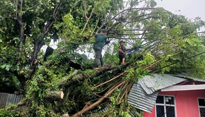 Angin dan Hujan Intensitas Tinggi Pohon Tumbang di 13 Titik Kota Padang