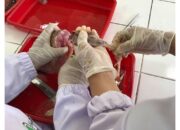 PKM-RE UNP Lakukan Analisis Cemaran Mikroplastik pada Ikan Konsumsi