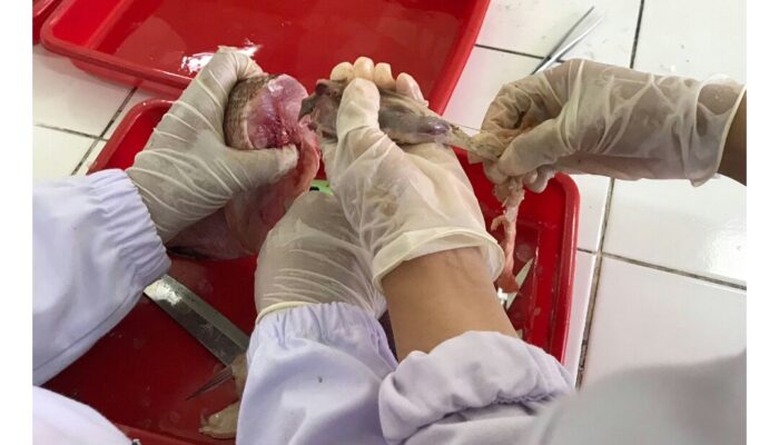 PKM-RE UNP Lakukan Analisis Cemaran Mikroplastik pada Ikan Konsumsi