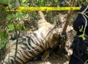 Kematian Tragis Harimau Sumatera: Ancaman Nyata GTD 2024