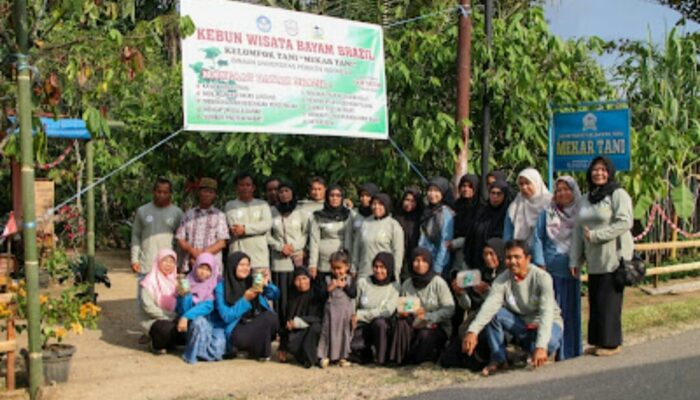 Tim Upertis PMP beri Penyuluhan di Nagari Piobang Tentang Bayam Brazil