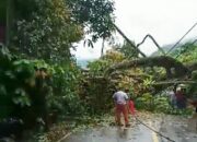 Hujan dan Badai di Padang Puluhan Pohon Tumbang Akses Jalan Putus