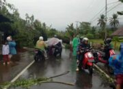 Hujan dan Angin di Padang Pohon Bertumbangan