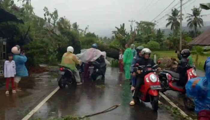 Hujan dan Angin di Padang Pohon Bertumbangan