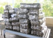 Polda Sumbar Musnahkan 263 Kg Ganja