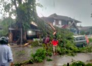 Pohon Tumbang Timpa Mobil Akses Jalan Tertutup