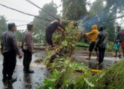 Pengemudi Medan- Brastagi Waspada Pohon Tumbang